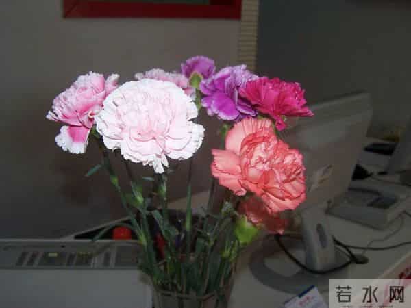康乃馨寓意好,养在家里装饰性强,这样做还能有效延长花期