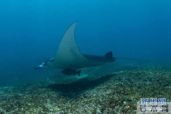 印尼：丰富多彩的海洋世界