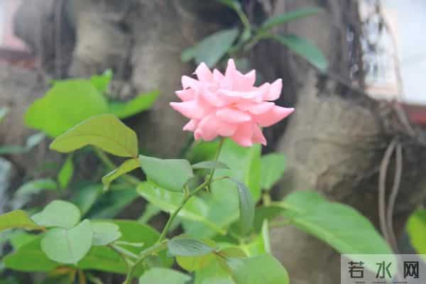 「2039期」泉港区丑小鸭小学2020年秋季教师招聘公告