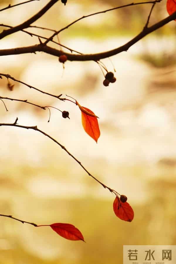 散文:秋叶之静美