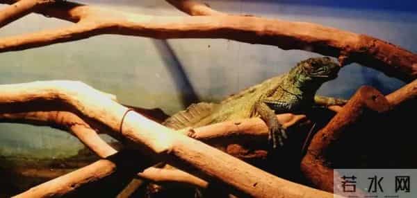 三年级作文1：春游去哪儿玩