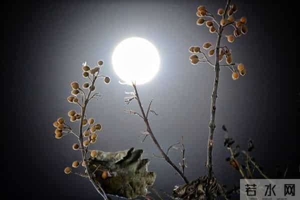 25句带“月”的古诗词,首首藏着千年浪漫,第16句你一定背过