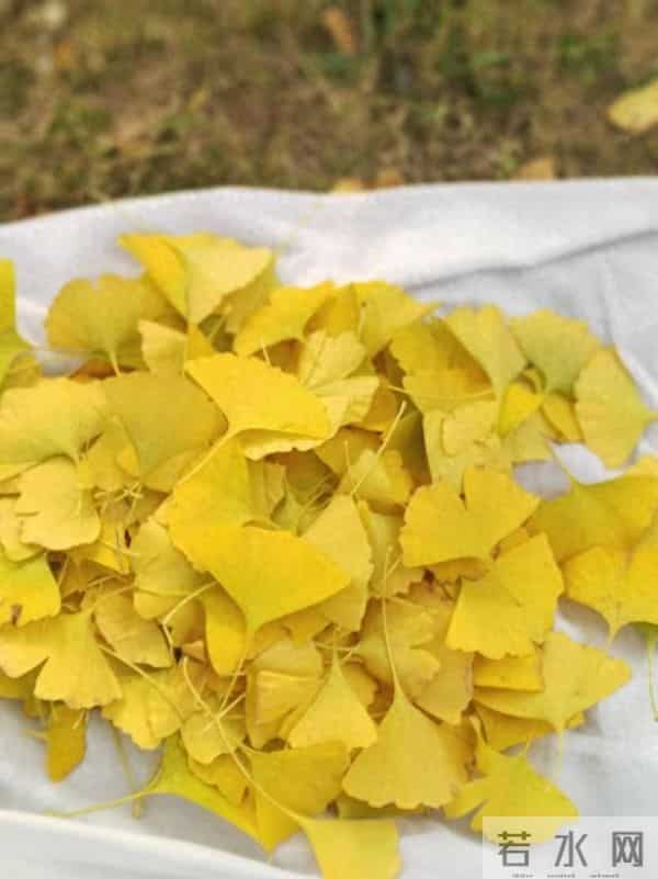 100片20元银杏叶卖＂爆＂了 女子全家捡叶子卖出数万片