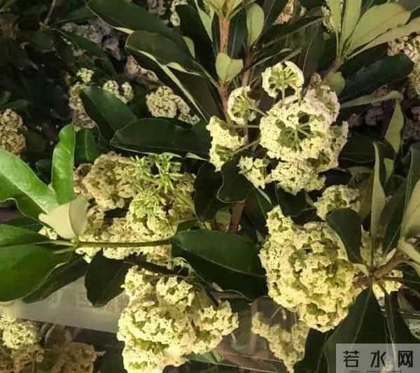 又香又臭好“上头”,广西街头这种树又开花了,到底有没有毒?