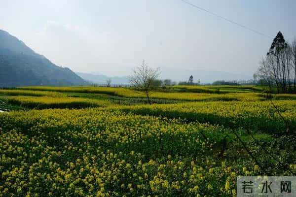 语闻成都 - 川西草木物候记④