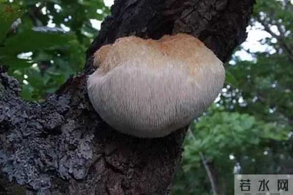 猴头菇是个养胃的好东西,可惜你不会吃!