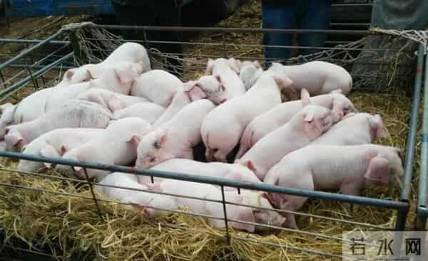 10分钟连骟5头小猪,整个过程行云流水,这是我见过最牛的骟猪匠