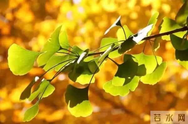 教师节｜正是这些老师教的歌撑起了我们的童年