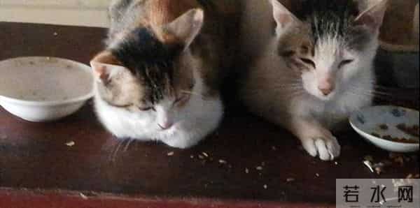 动物皆有灵性 —— 一个作家同他的猫狗的旷世情缘