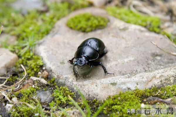 草虫的世界如此奇妙①——阿宝老师的“作文经”(三三四)