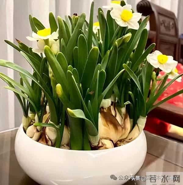 水仙花几月开花，年宵花之一，象征思念表示团圆