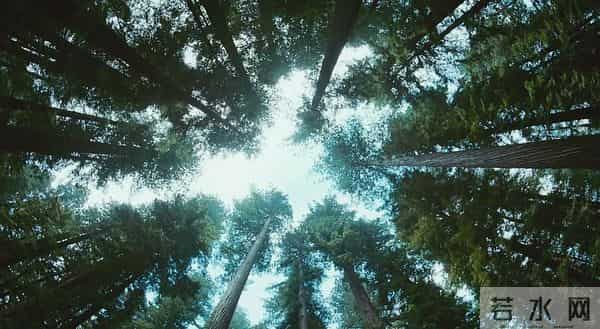 阅读一棵树,从树枝和风开始|植树节