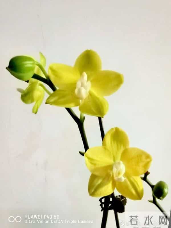 青未了-情人节又叫瓦伦丁节