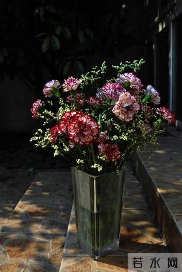 康乃馨寓意好,养在家里装饰性强,这样做还能有效延长花期