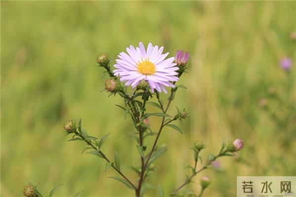 人生励志良言，努力让自己强大、优秀，你才有底气活出自己