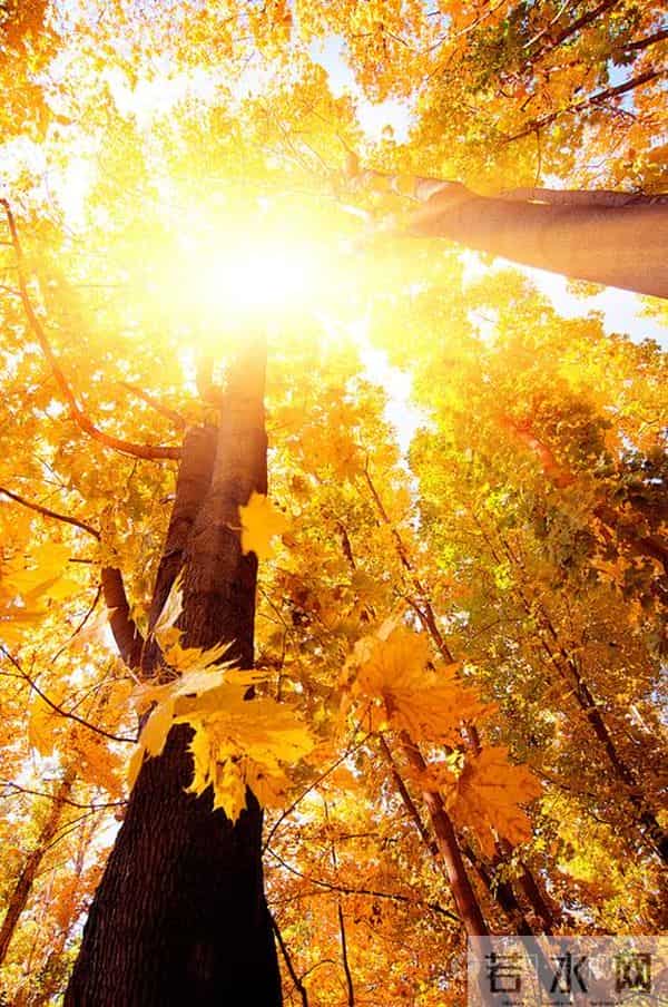 散文:深秋处,岁月静美,生命都有自己的光芒