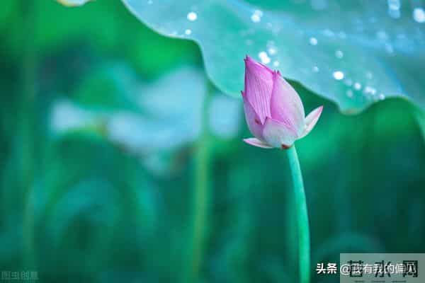 一片荷叶,一片天:冰心美文阅读分享