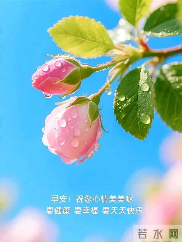 15句暖心早安祝福，愿你朝有晨光暖，暮有晚风柔，平安顺遂伴安康