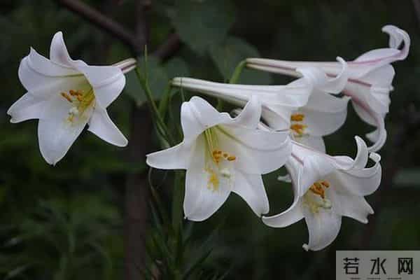夜读｜心田上的百合花