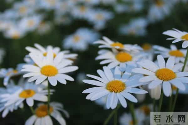 20条和爱情有关的语录,经典有深度,点赞无数!