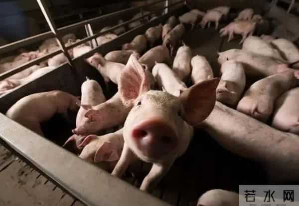 10分钟连骟5头小猪,整个过程行云流水,这是我见过最牛的骟猪匠