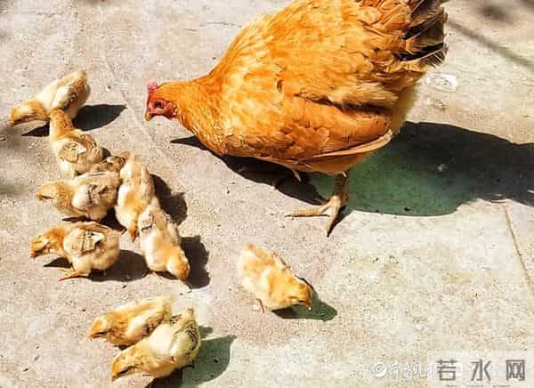 情报站|母爱伟大!鸡妈妈带小鸡觅食寸步不离,画面太有爱了