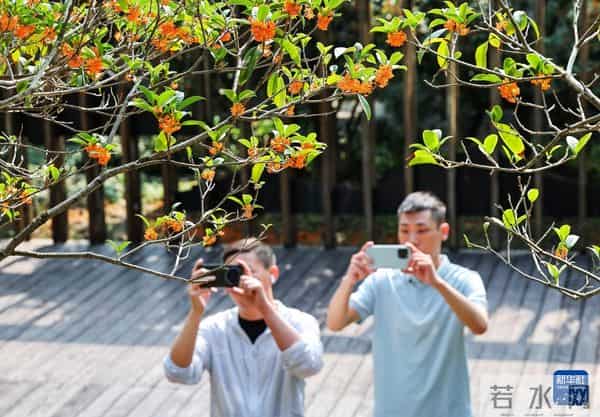 诗意中国丨农历八月