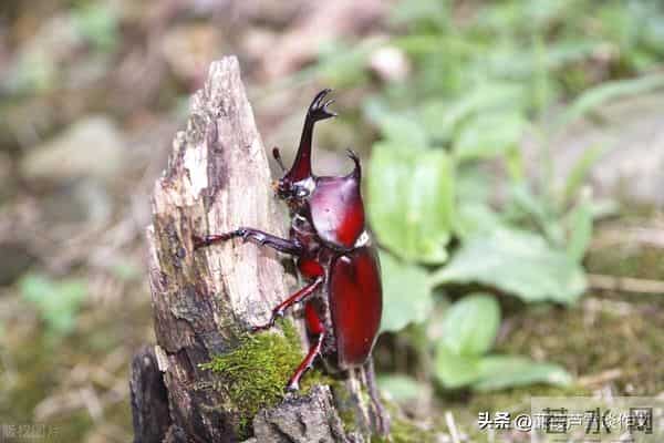 草虫的世界如此奇妙①——阿宝老师的“作文经”(三三四)