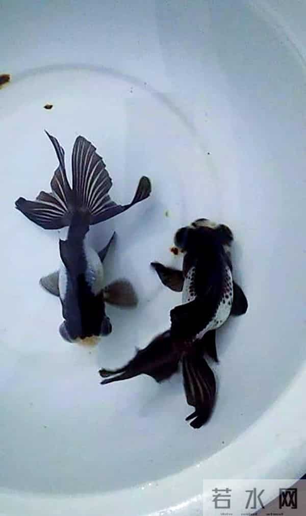 冷水鱼饲养天花板！这五种金鱼，好看好养零设备
