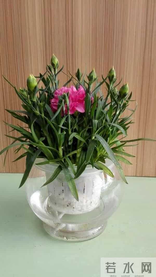 康乃馨寓意好,养在家里装饰性强,这样做还能有效延长花期