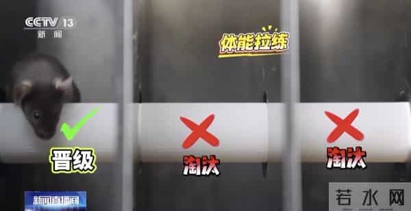 4只小老鼠将乘神舟飞船上太空!“魔鬼”训练画面曝光