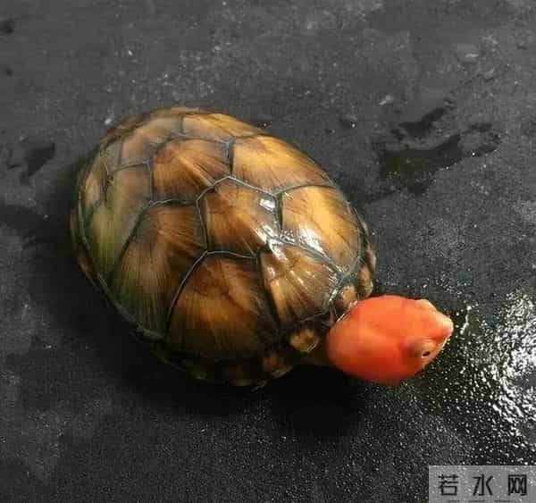 市面上都有哪些常见的宠物龟,什么龟比较适合家养?