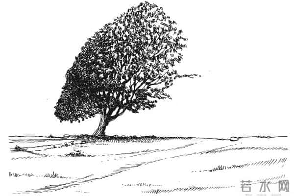 阅读一棵树,从树枝和风开始|植树节