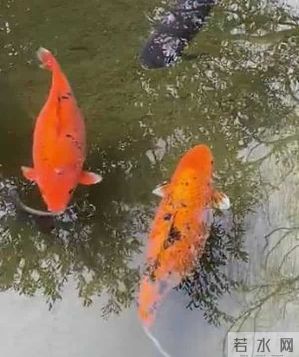 济南趵突泉的鱼为啥胖成球?