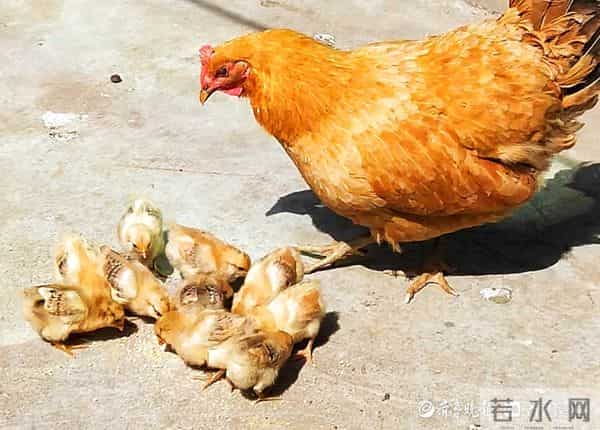 情报站|母爱伟大!鸡妈妈带小鸡觅食寸步不离,画面太有爱了