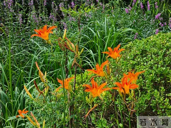 “山东邂逅美”摄影大赛｜夏日五龙潭