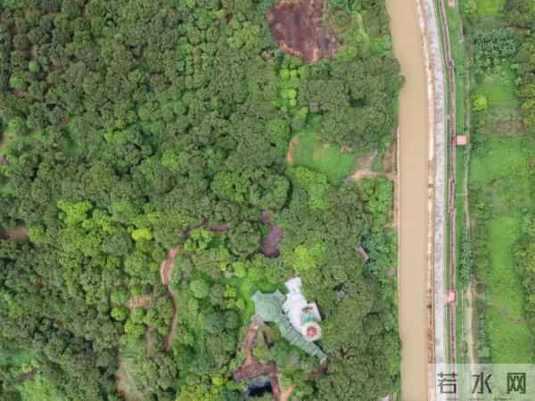 广州470多岁“荔枝皇”，“身价”不凡