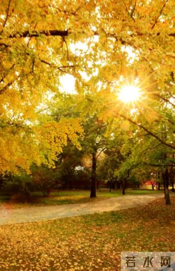 散文:深秋处,岁月静美,生命都有自己的光芒