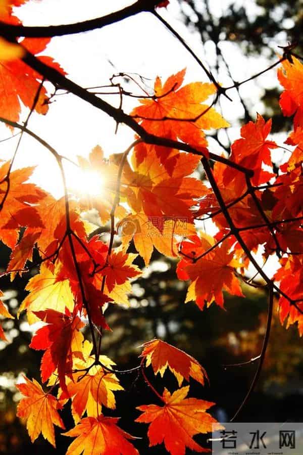 散文:深秋处,岁月静美,生命都有自己的光芒