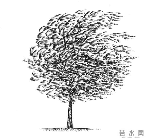 阅读一棵树,从树枝和风开始|植树节