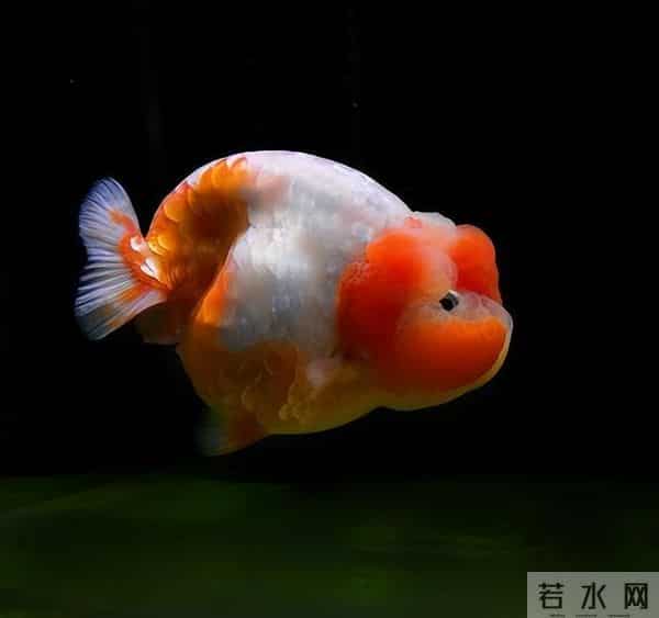 冷水鱼饲养天花板！这五种金鱼，好看好养零设备