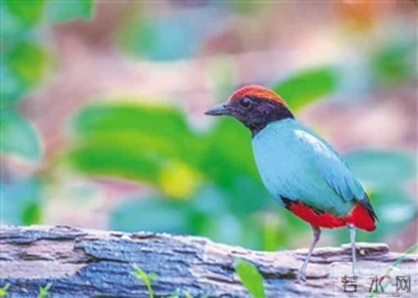 12岁少年的追鸟梦