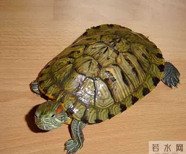 市面上都有哪些常见的宠物龟,什么龟比较适合家养?