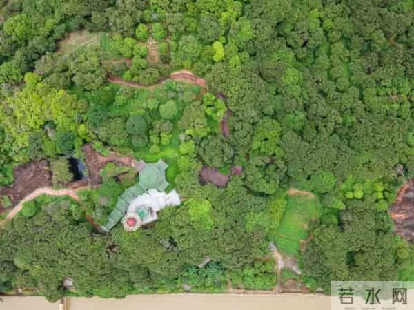 广州470多岁“荔枝皇”，“身价”不凡