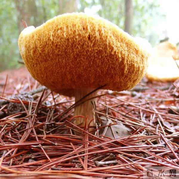 猴头菇是个养胃的好东西,可惜你不会吃!