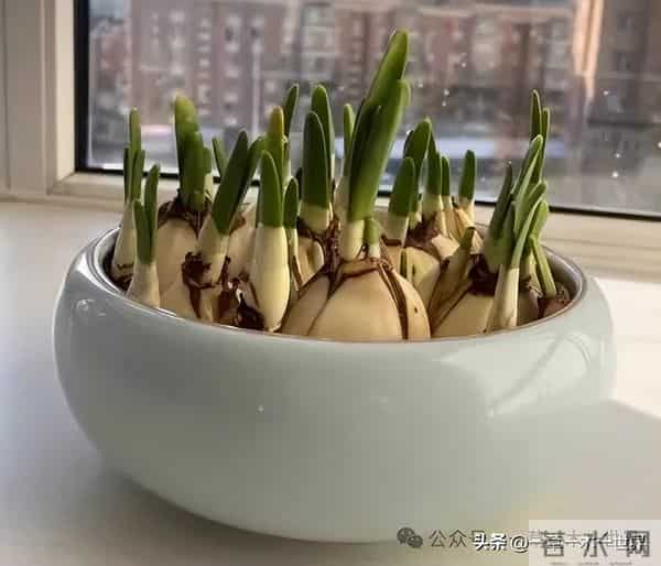 水仙花几月开花，年宵花之一，象征思念表示团圆