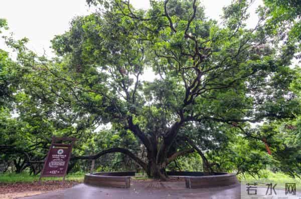 广州470多岁“荔枝皇”，“身价”不凡
