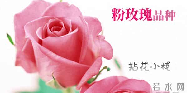 认识花材 - 这9款粉玫瑰品种你都见过吗