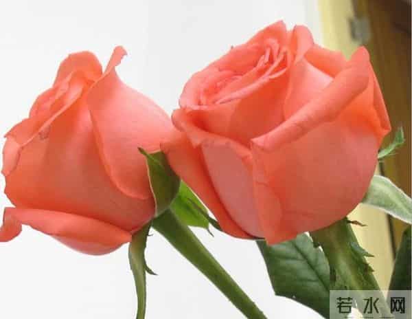 认识花材 - 这9款粉玫瑰品种你都见过吗