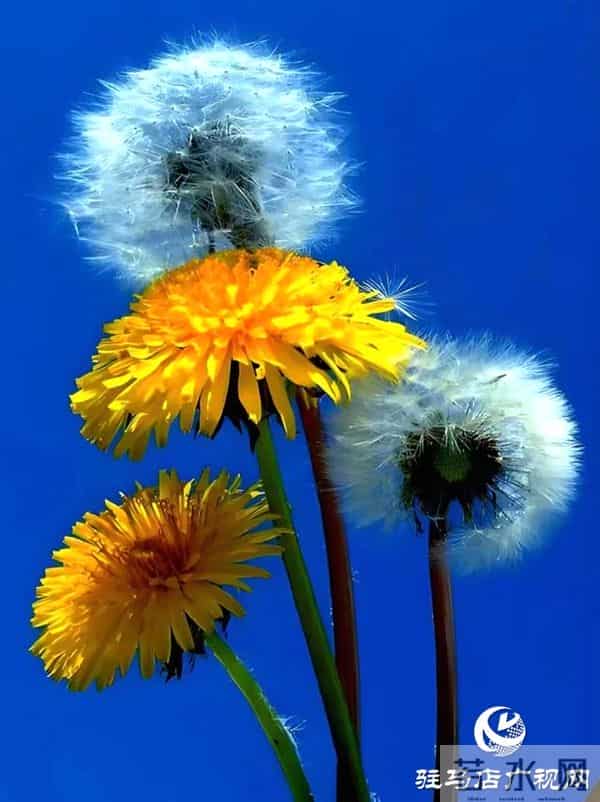 诗歌《蒲公英的约定》